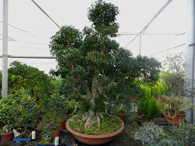 Bonsai | Centro de Jardinería Espacio Verde